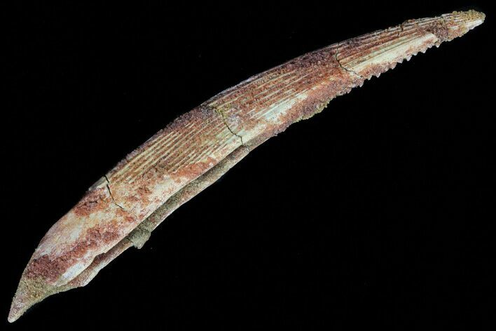 Hybodus Shark Dorsal Spine - Cretaceous #73115